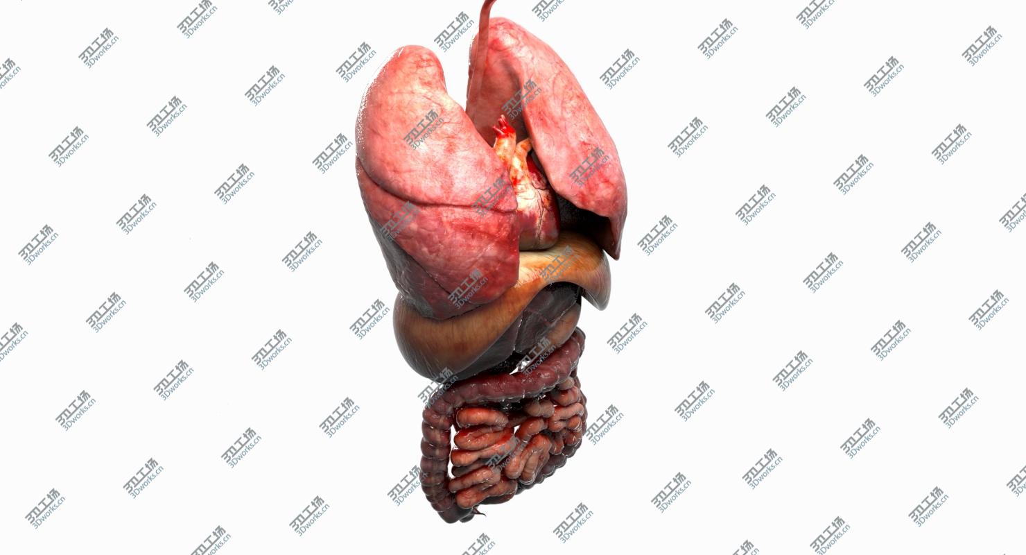 images/goods_img/20210113/Human Internal Organs 3D model/5.jpg